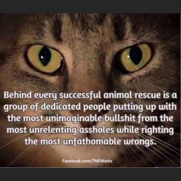 Sometimes you just need a friend to give you a hug. 😺💙 - Picture 9 of 10